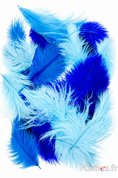 Struisvogel Bellies - 5-10 cm - gemengde blauw
